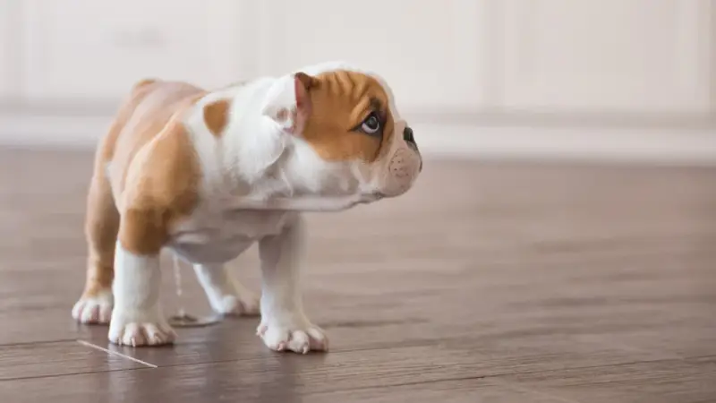 Quels aliments peuvent provoquer des cristaux dans l'urine du chien