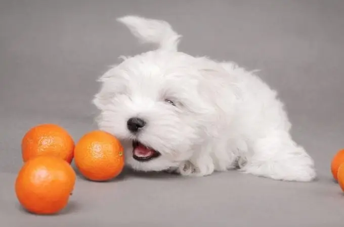 Kunnen Maltese honden sinaasappels eten?