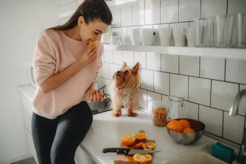 Kunnen Maltese honden sinaasappels eten?