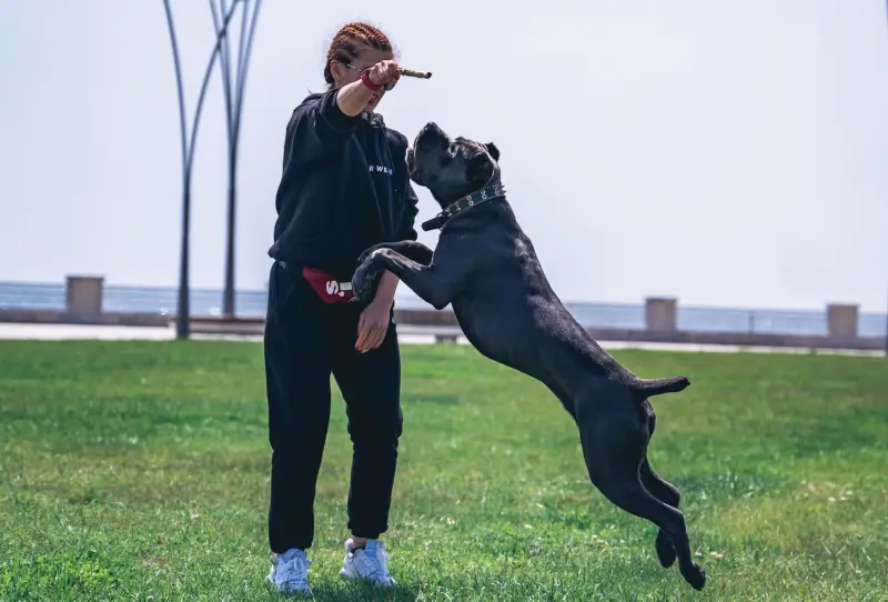 Majestic Blue Cane Corso: Περιεκτικός οδηγός 2024