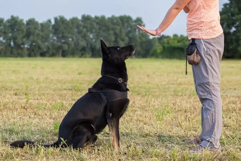 Hvordan introducerer man en hvalp til en ældre hund?