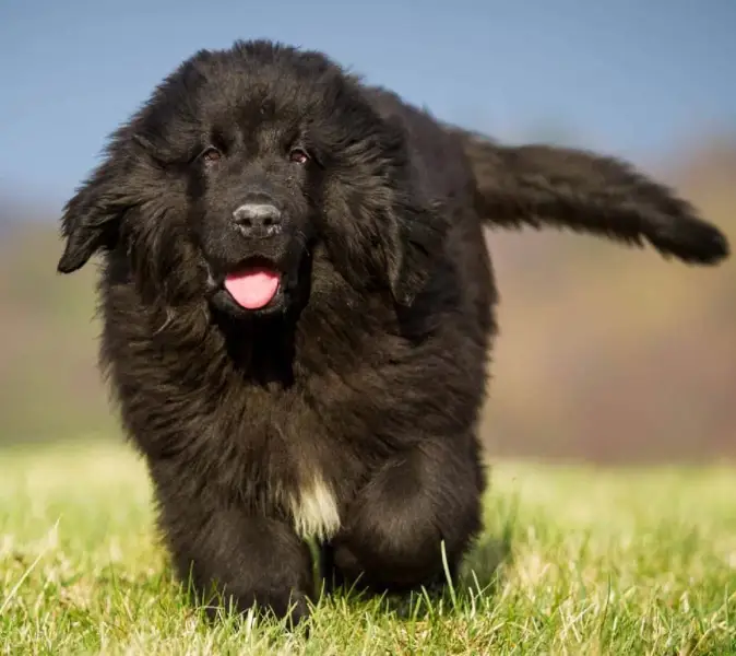 Newfoundlander hond