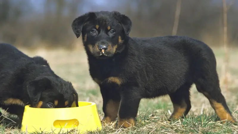 Najlepsza karma dla szczeniąt rottweilera: najlepsze produkty dla optymalnego zdrowia i wzrostu!