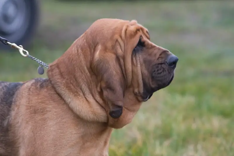 Treoir Praghsanna Bloodhound: Tosca, Costais, Agus Leideanna